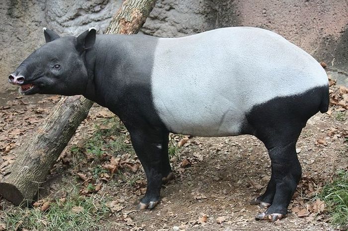 Mengapa Tapir Hanya Terdapat Di Amerika Selatan Dan Asia