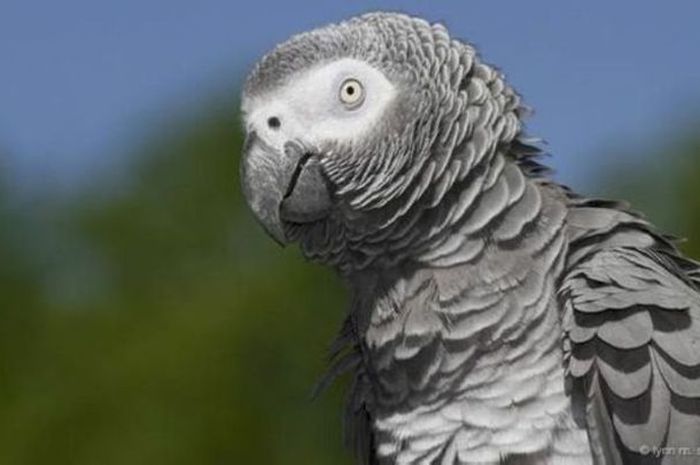 Adakah Hewan Yang Dapat Berbicara Menggunakan Bahasa Seperti