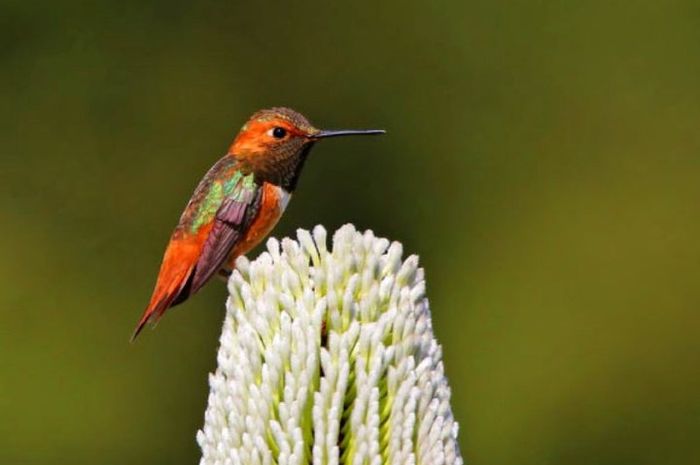 Lidah Burung Kolibri Bekerja Seperti Pompa Mikro Elastis National Geographic