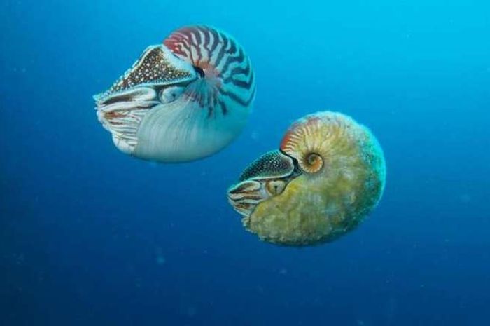 48 Gambar Hewan Purba Laut Terbaru Gambar Hewan