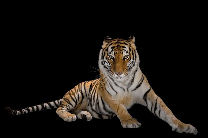 Unduh 510 Koleksi Gambar Harimau Unik Paling Bagus HD