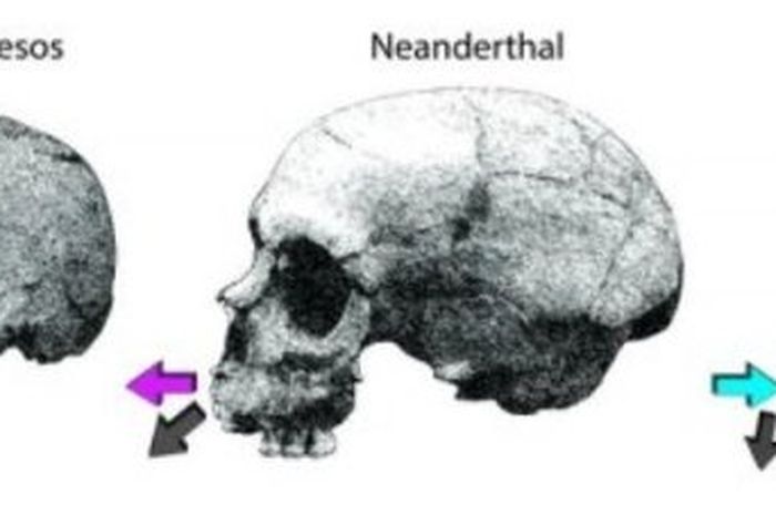 Perbedaan Pertumbuhan Wajah Antara Neanderthal Dan Manusia Modern National Geographic