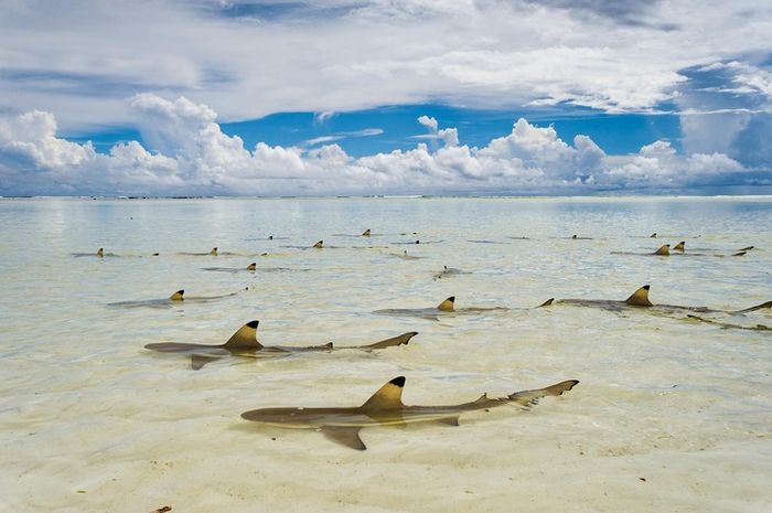Seychelles Kembali Berseri Nationalgeographic Grid Id
