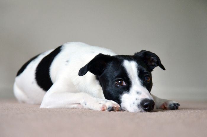 Mengapa Anjing Selalu Menghela Napasnya Semua Halaman