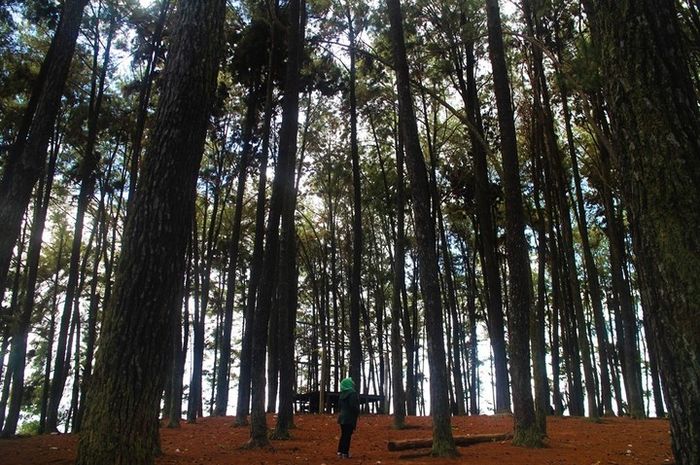 Menjejaki Keheningan Pulau Pinus 2 - National Geographic