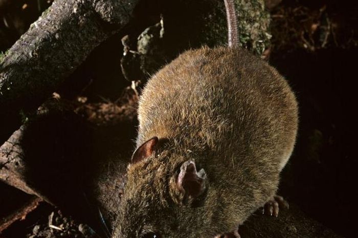 Bramble Cay Melomy Mamalia Pertama Yang Punah Akibat Perubahan