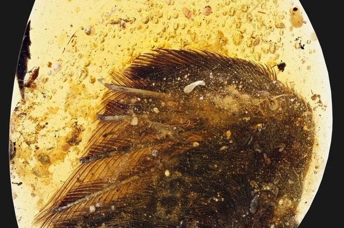 Fosil Sayap Burung Prasejarah Terjebak Dalam Amber Semua Halaman