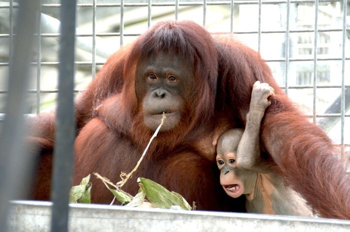 Yuk Berkenalan Dengan Kameloh Dan Kawan Kawannya Semua