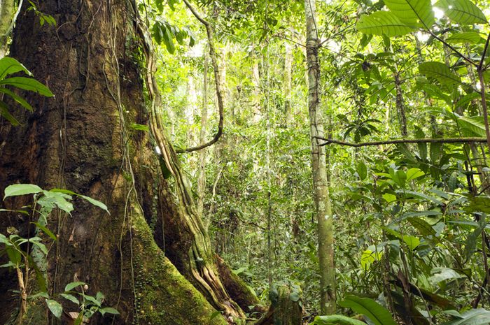Ketika Penjaga Hutan Dihakimi: Ironi Ammatoa Kajang di Tanah yang Mereka Lindungi