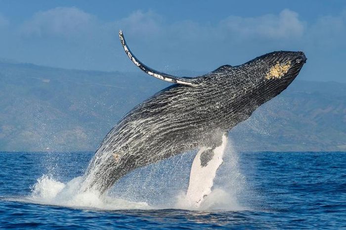 Mengapa Mamalia Laut Seperti Paus Berukuran Besar? - National Geographic