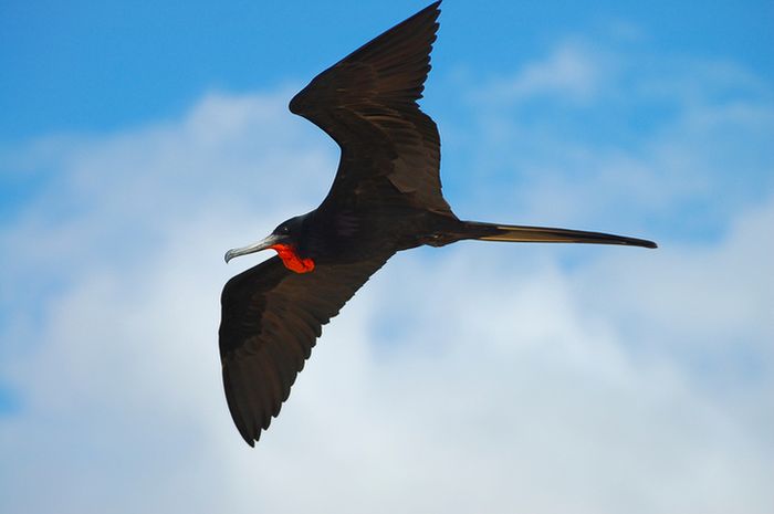Burung Bisa Tidur Ketika Sedang Terbang National Geographic