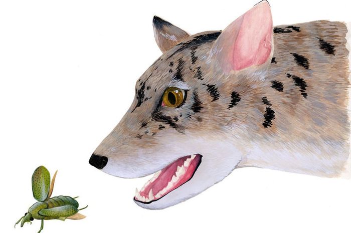 810 Koleksi Gambar Tengkorak Hewan Karnivora HD Terbaru