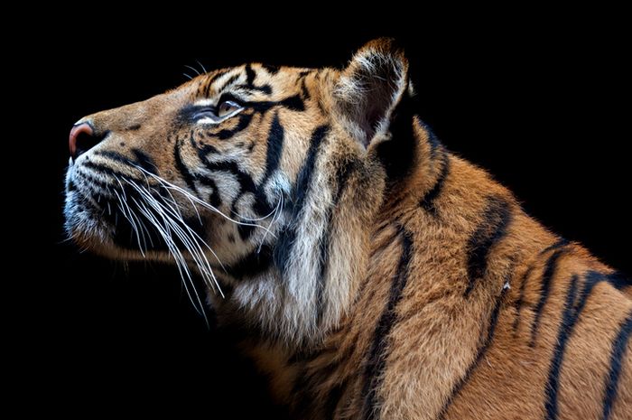 Unduh 4000 Gambar Harimau Terbesar Di Dunia Terbaru 