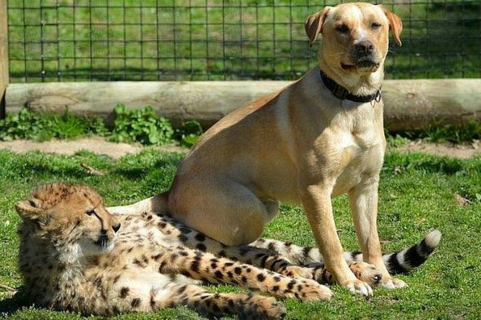 Persahabatan Erat Antara Anjing Dan Kucing Besar National Geographic