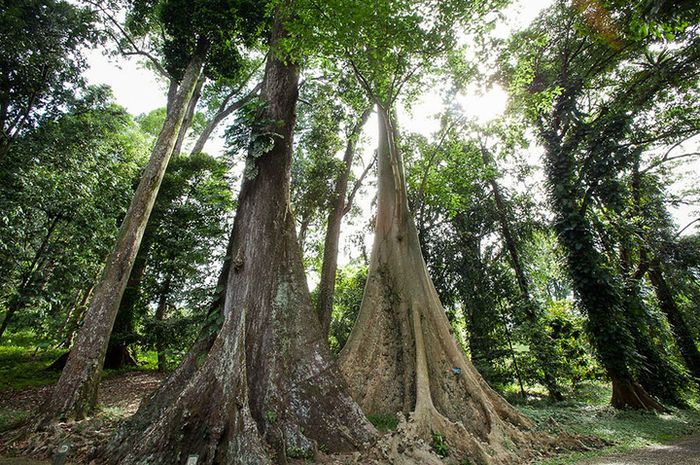 Cantik Jenis Jenis Pohon Meranti Bunga Hias