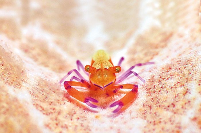 Lumba-lumba berenang di dekat permukaan air Teluk Tomini