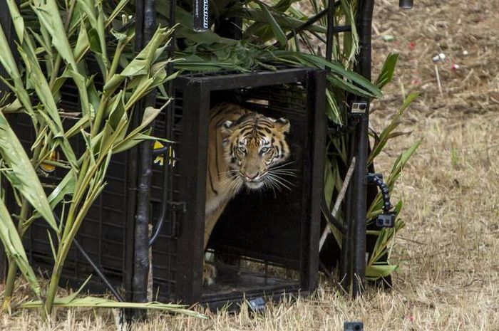 Kesalahan Fatal Penjaga Kebun Binatang Diserang Harimau  