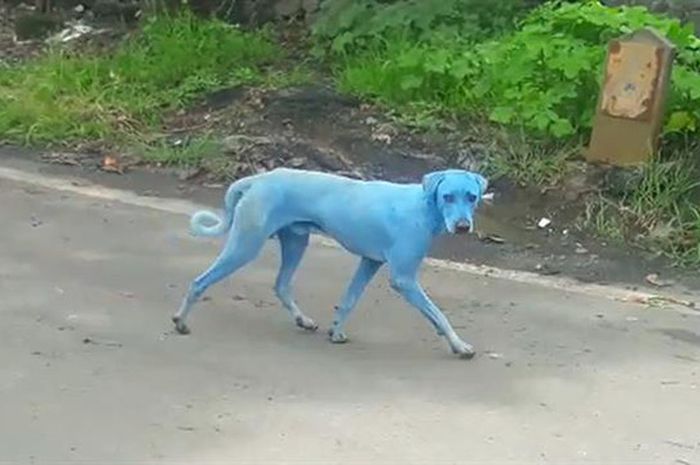 Anjing Anjing Liar Bertubuh Biru Muncul Di India Semua Halaman