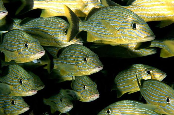 Perubahan Iklim Sebabkan Ikan-ikan di Laut Semakin Kecil - Semua