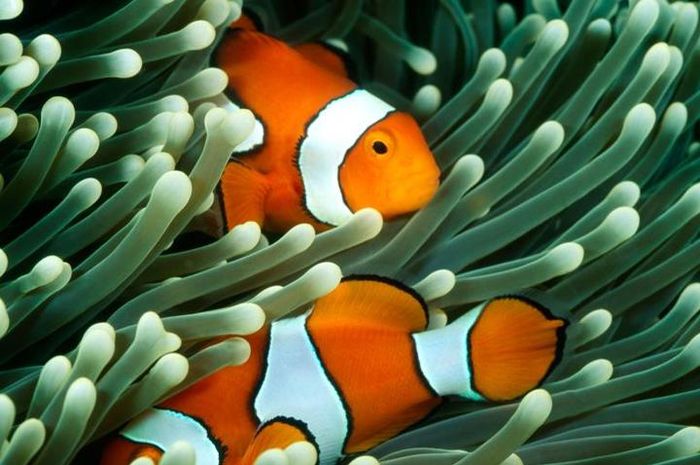 Gambar Hewan Anemon Laut – pulp