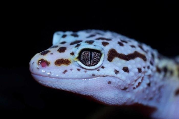 Togel Cicak Ekor Putus
, Rahasia Kemampuan Tokek Menumbuhkan Kembali Ekornya Terungkap Ini Manfaatnya Bagi Manusia Semua Halaman National Geographic