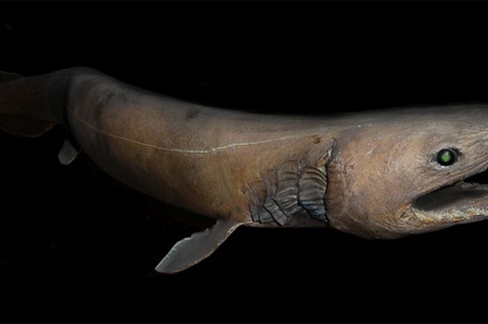 Punya 300 Gigi Dan Kepala Mirip Ular Hiu Purba Yang Hidup Sezaman