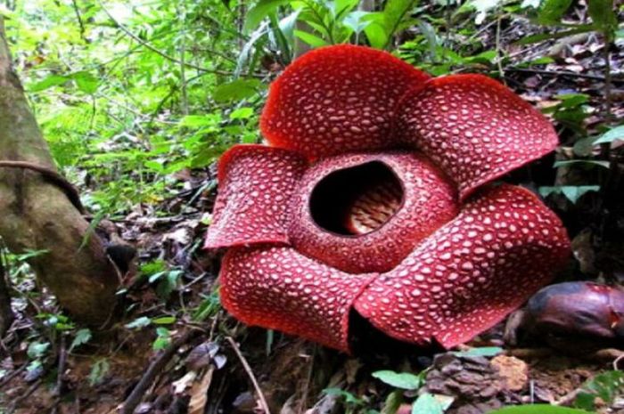 Rafflesia bengkuluensis yang mekar pada 21 Januari 2015 di Desa Manau Sembilan Kecamatan Padang Guci
