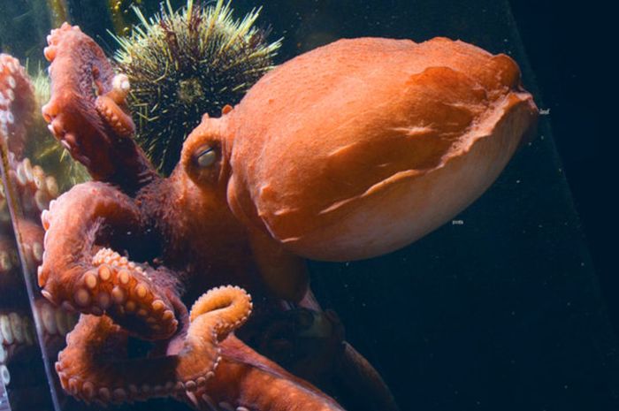 Langkah Perlindungan Gurita Raksasa: Melestarikan Predator Puncak di Perairan Dalam Lautan