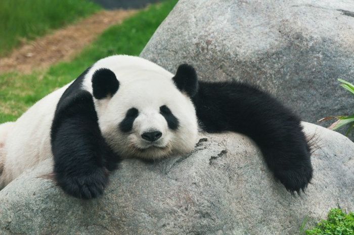910+ Gambar Ilustrasi Hewan Panda HD Terbaru