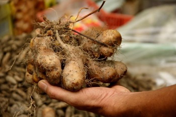 Jenis Umbi Umbian Yang Dapat Diolah Menjadi Tepung Adalah - Berbagai