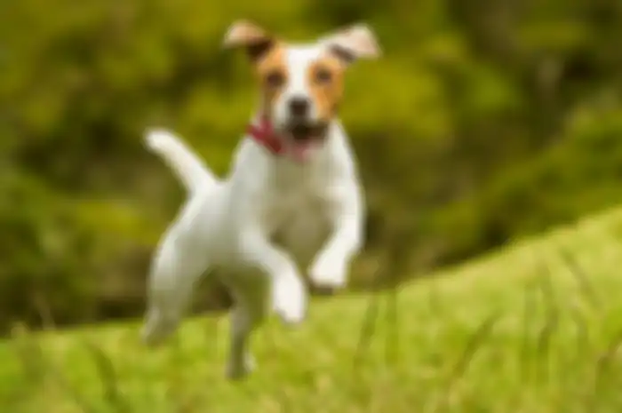 Banyak orang percaya kalau anjing mampu melihat dan mendeteksi kehadiran makhluk halus. Tapi, anjing bahkan juga bisa mendeteksi kanker lo!