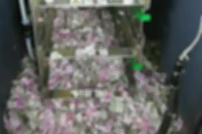 Diperkirakan uang yang dimakan mencapai 1,2 juta rupee atau sekitar Rp250 juta. Nilai yang bisa menebus mobil Toyota Avanza di Indonesia.