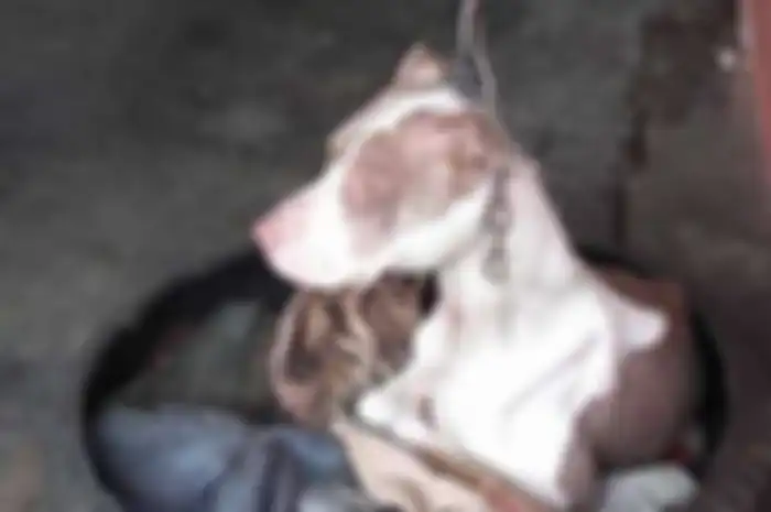 Cala adalah anjing penjaga montir di San Jose, Kosta Rika, Amerika Tengah. Dia mempunyai nasib yang malang karena diterlantarkan oleh pemiliknya.