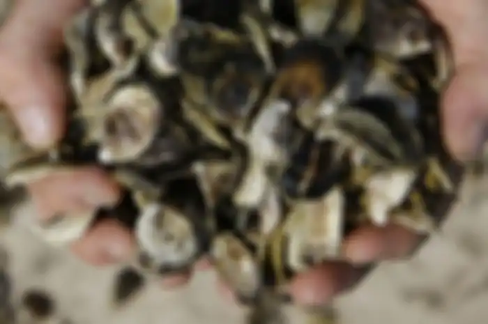 Banyak sekali kasus yang cukup mengerikan akibat makan makanan laut (sea food). Berikut adalah beberapa insiden tragis akibat makan sea food.