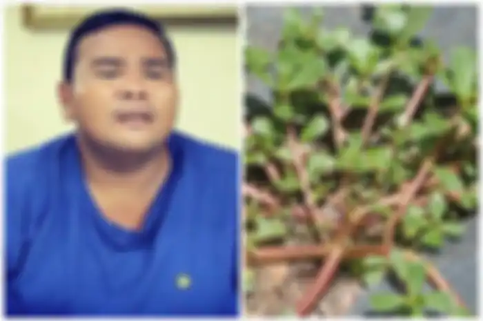 Tanaman krokot banyak tumbuh di areal persawahan dan sering dianggap gulma, ternyata bisa sembuhkan stroke seperti yang diderita Fahmi Bo.