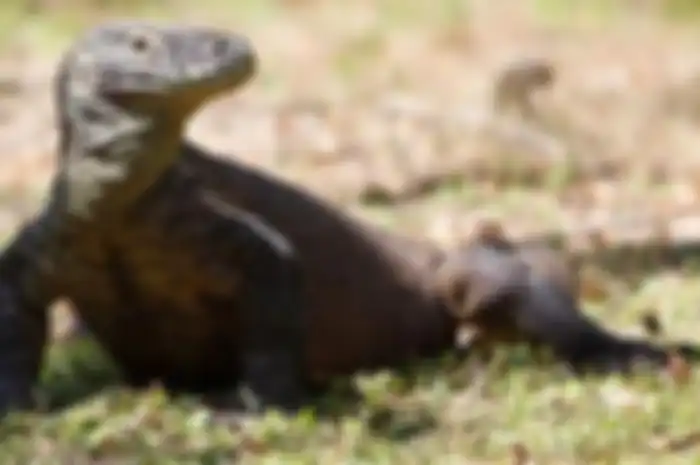 Komodo.