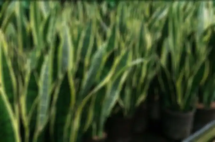 Tanaman bermarga Sinsevieria di Indonesia dinamai Lidah Mertua, sedangkan di luar negeri diberi nama Snake Plant Care.