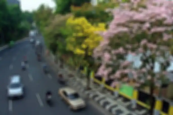 Baru-baru ini warga Surbaya disuguhkan dengan pemandangan bunga Tabebuia yang mekar bak bunga sakura di Jepang.