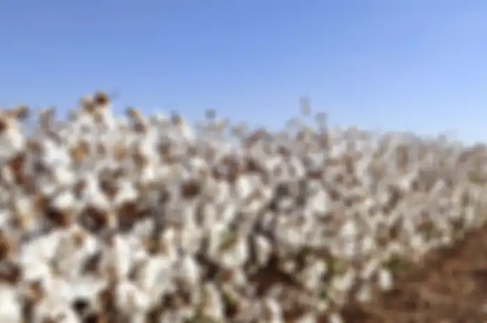 Para petani di Floyd County, Texas, Amerika Serikat, berkumpul untuk menolong salah satu rekannya yang sedang berjuang melawan kanker.