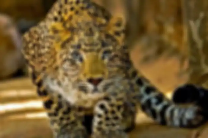 toritas kepolisian hutan di Gujarat, India, menggunakan metode tak biasa untuk menangkap seekor macan tutul yang diduga sudah membunuh manusia.