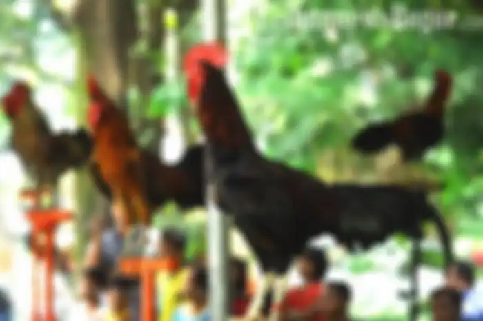 Hobi memelihara ternak di belakang rumah atau yang kandangnya berdekatan dengan rumah bisa memicu bom waktu penyebaran wabah penyakit.