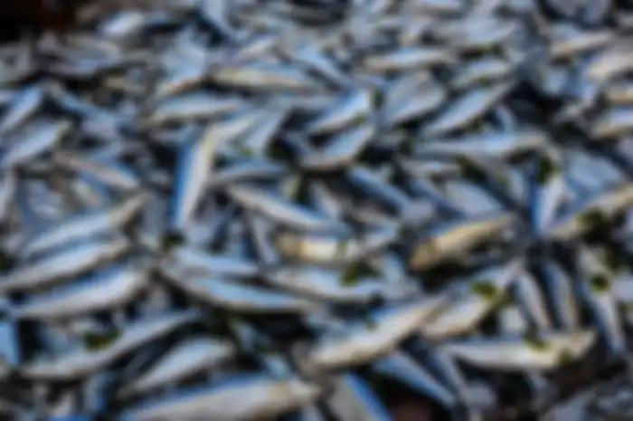 Banyak ikan dianggap tidak aman dikonsumsi karena kadar merkuri, radiasi, dan racun yang tinggi terdapat dalam ikan tersebut.