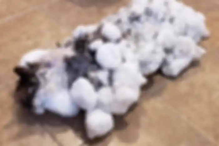Setelah pemiliknya menemukan Fluffy berada di luar dalam kondisi -8c dan bulunya yang tebal membeku dipenuhi es.