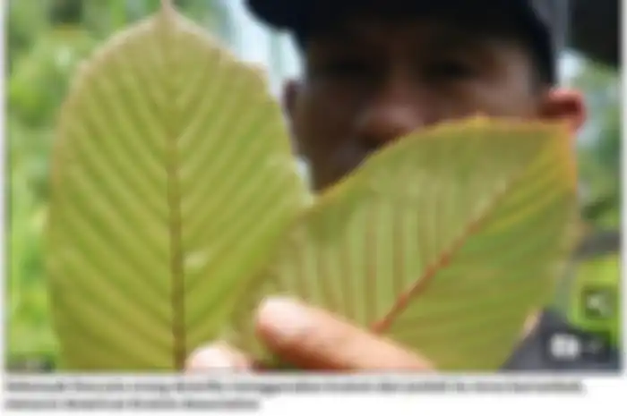 Menurut keyakinan setempat, daun dari tanaman ini telah digunakan selama berabad-abad untuk efek penghilang rasa sakit dan perangsang.