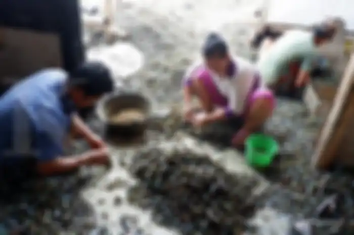 Kerang hijau yang hidup di Teluk Jakarta berbahaya karena mengandung logam berat sehingga tidak layak dikonsumsi.