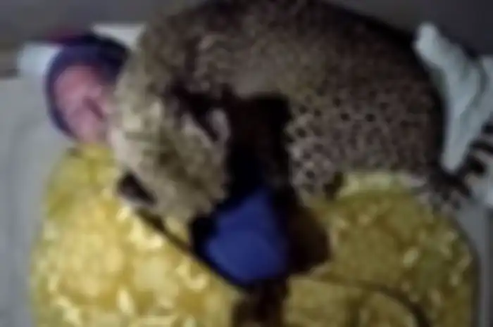 Ketika Anda berada cukup dekat dengan cheetah pasti Anda akan ketakutan, khawatir dan merasa gugup karena itu bisa membahayakan diri Anda.