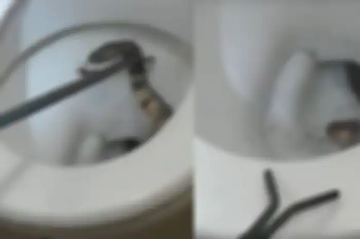 Ular tersebut meringkuk dan bersembunyi di bawah lubang toilet, dan kemudian menyemburkan bisanya ke arah mereka.