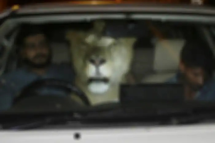 Kemudian mereka merawat singa yang kini diberi nama Simba ini, setelah ibunya berhenti menyusui Simba kecil ini.