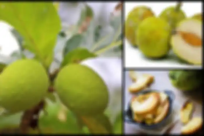  Tahukah Anda bahwa buah sukun ternyata memiliki manfaat yang luar biasa, termasuk membunuh sel kanker?