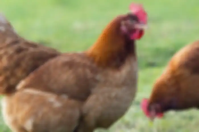 Ayam tersebut sangat gemuk, tetapi tidak pernah bertelur selama 5 tahun, bersama dengan keluarganya, namun mereka menemukan sesuatu di dalam tubuhnya,